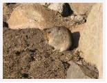 Ice Rat - Sani * 1508 x 1166 * (2.25MB)